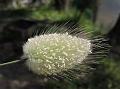 Bunny Tail Grass